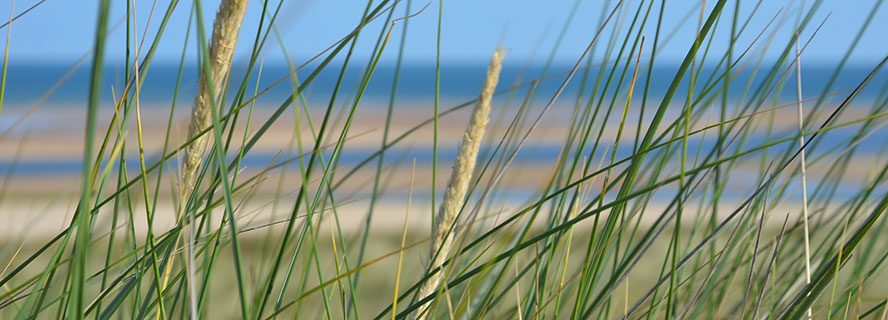 North Norfolk Beach